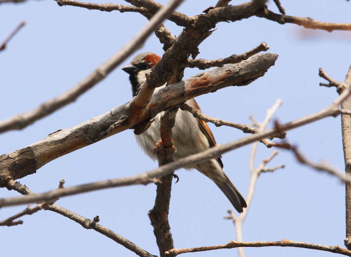 House Sparrow - ML615198252