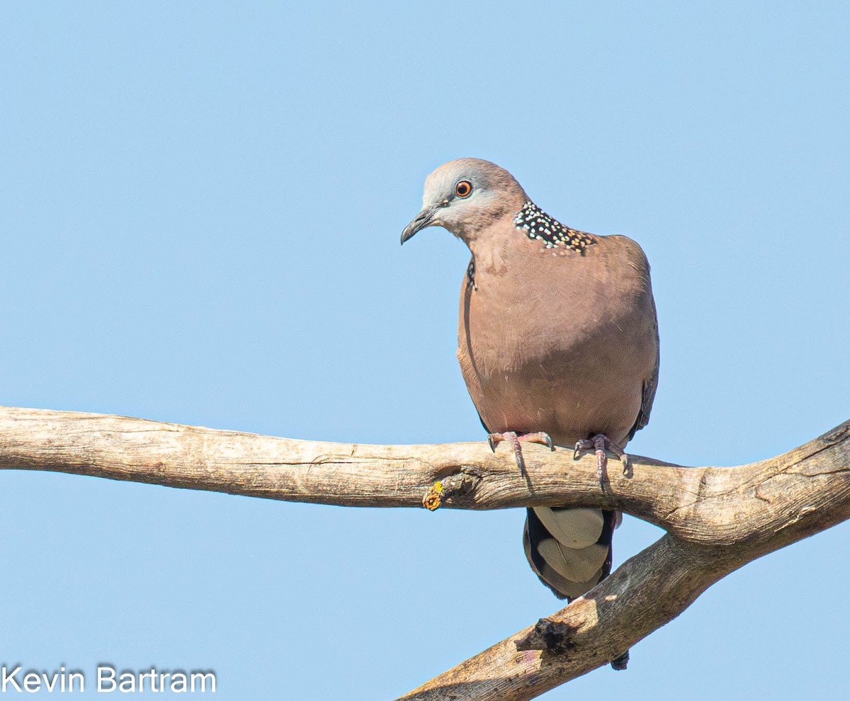 Spotted Dove (Eastern) - Kevin Bartram
