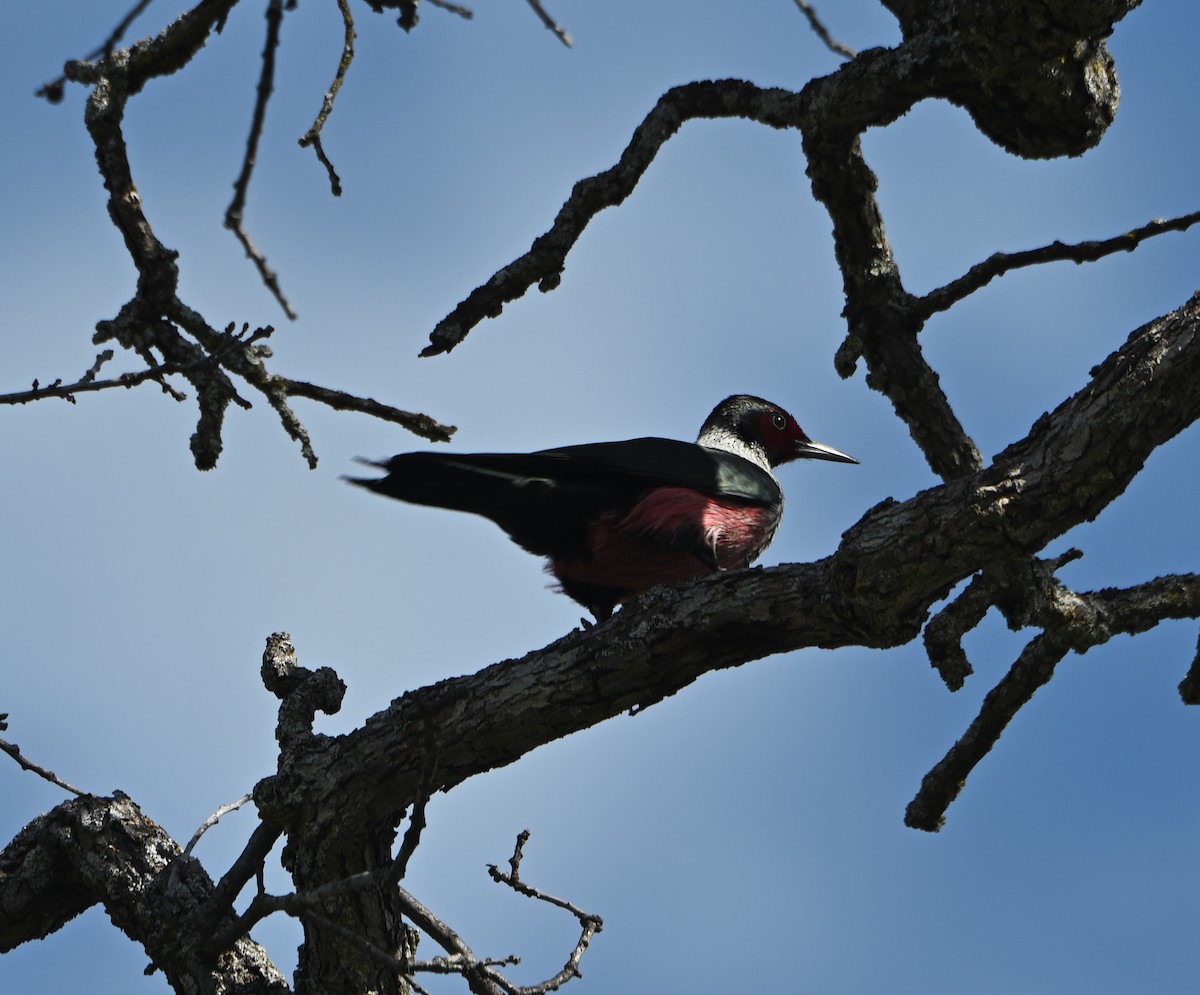 Lewis's Woodpecker - ML615198282