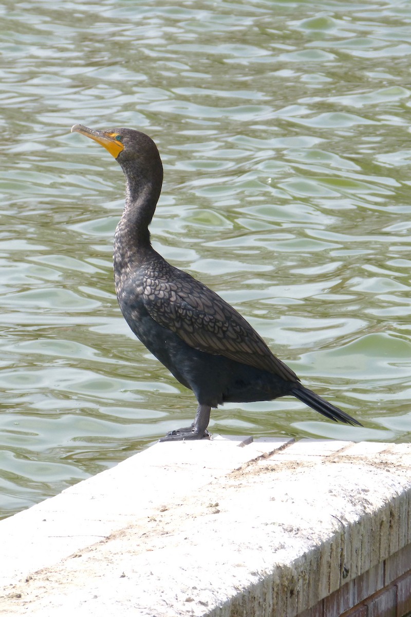 Double-crested Cormorant - Claire  Kluskens