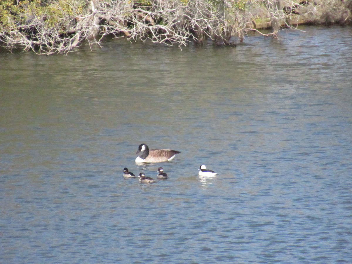 Bufflehead - ML615198368