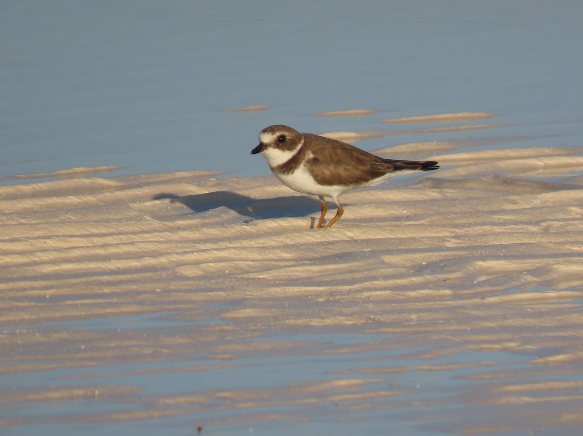 Semipalmated Plover - Michal Bardecki