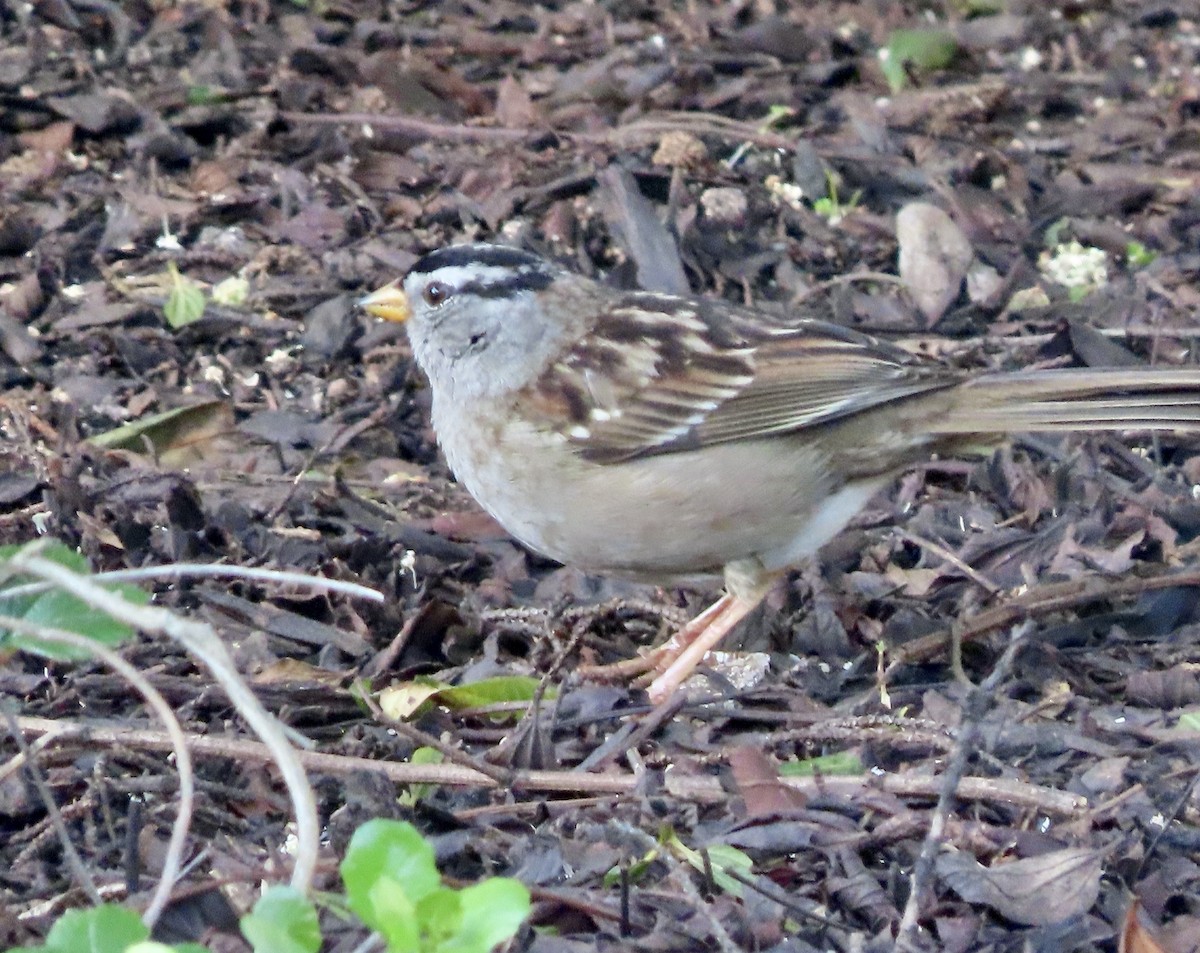 White-crowned Sparrow - ML615198376