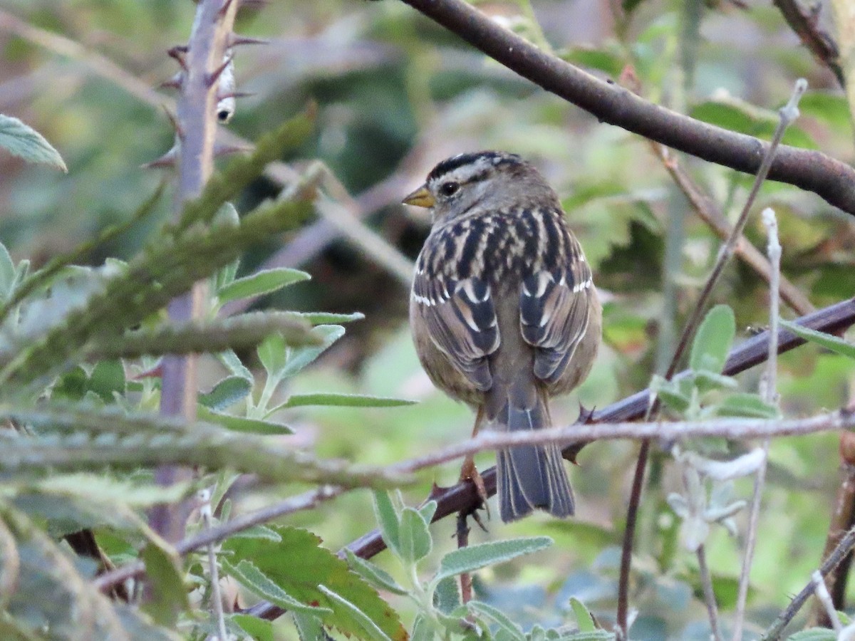 White-crowned Sparrow - ML615198377