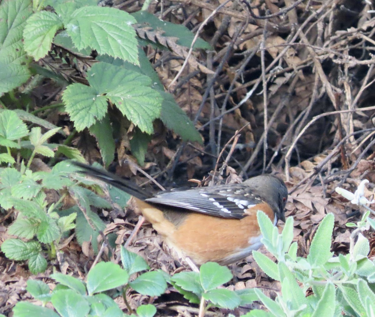 Spotted Towhee - ML615198383