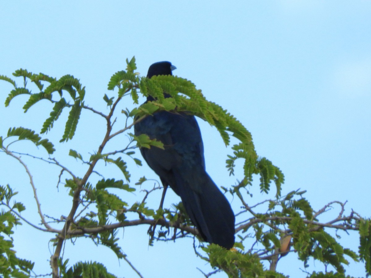 Great-tailed Grackle - ML615198404