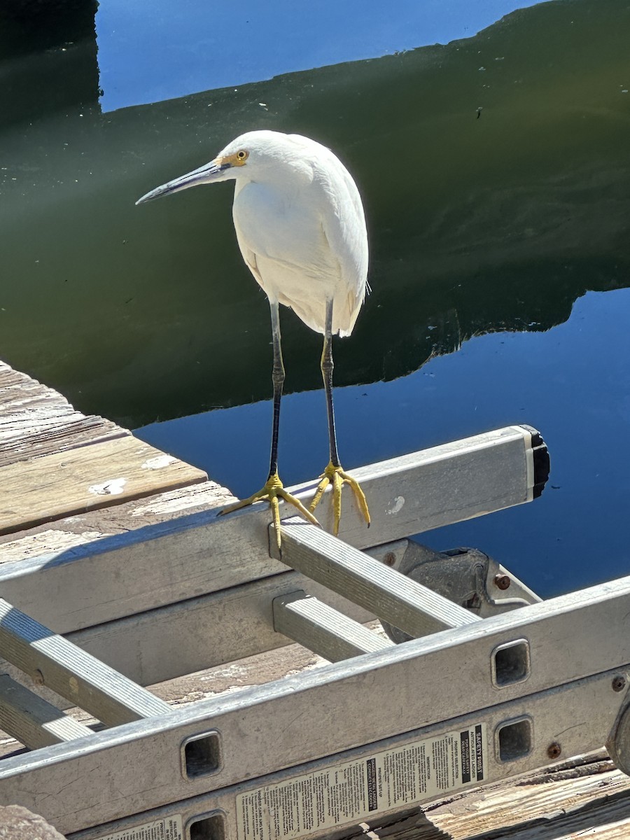 Snowy Egret - ML615198416