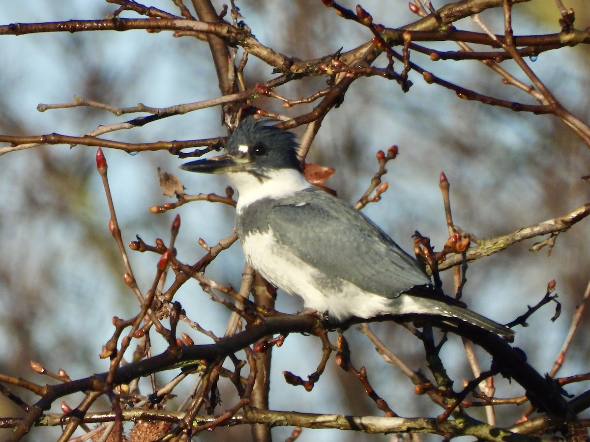 Belted Kingfisher - ML615198429