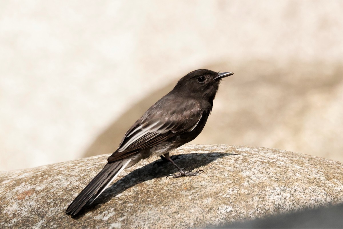 Black Phoebe (White-winged) - ML615198448