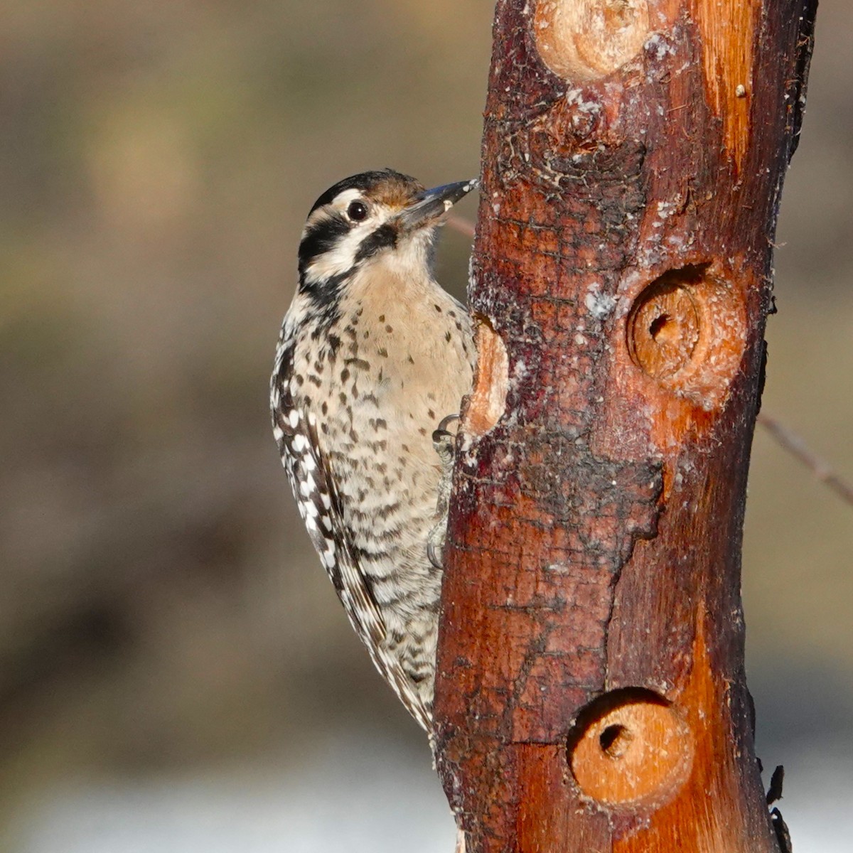 Ladder-backed Woodpecker - ML615198658