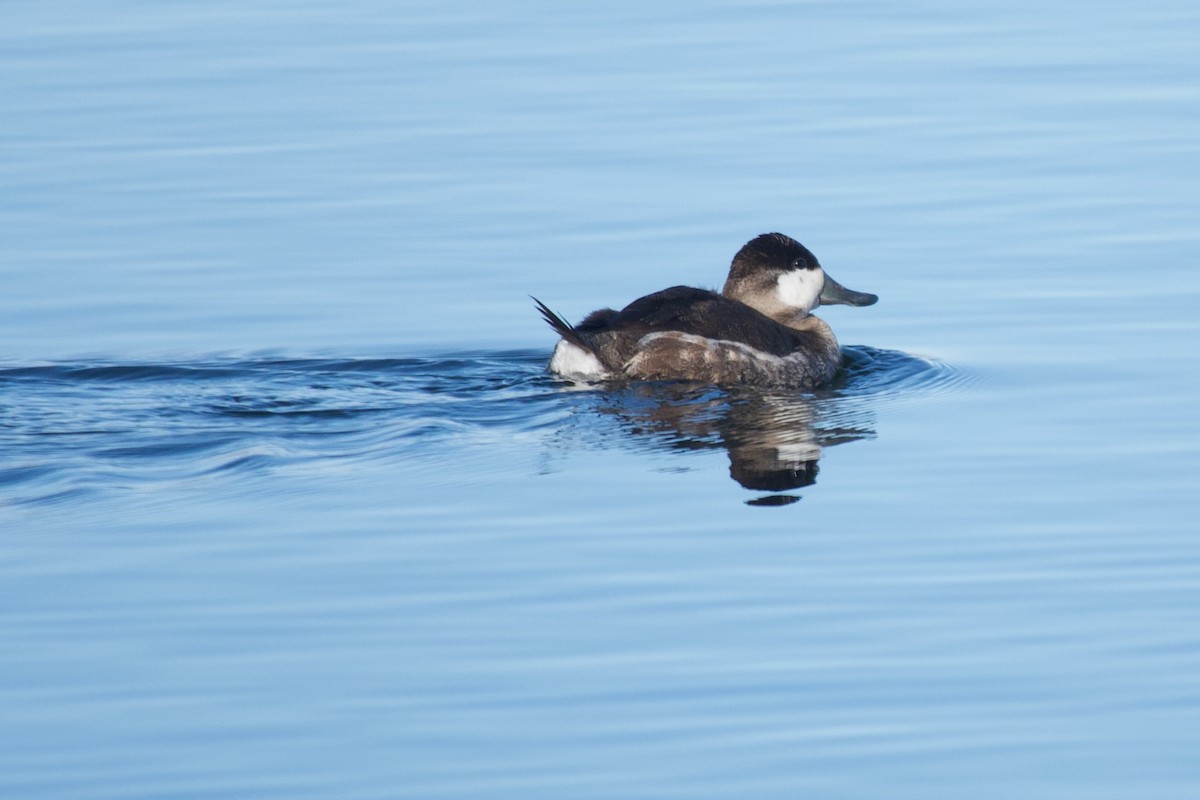 Ruddy Duck - ML615198664