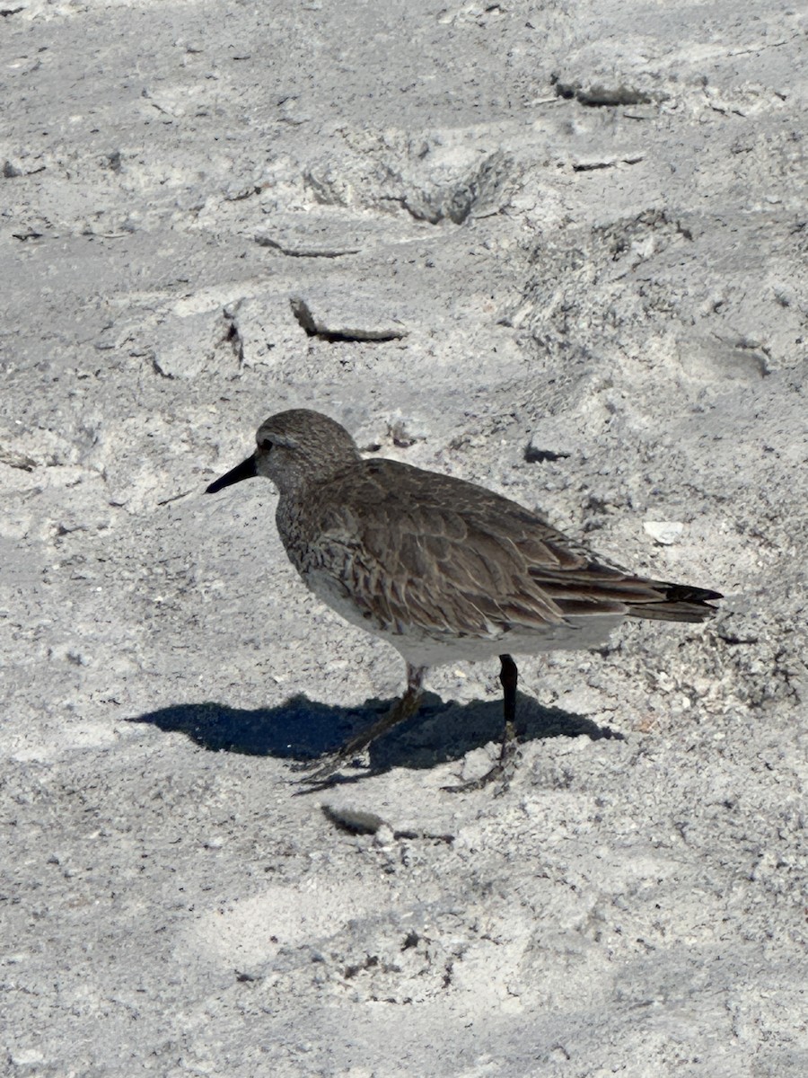 Red Knot - ML615198745