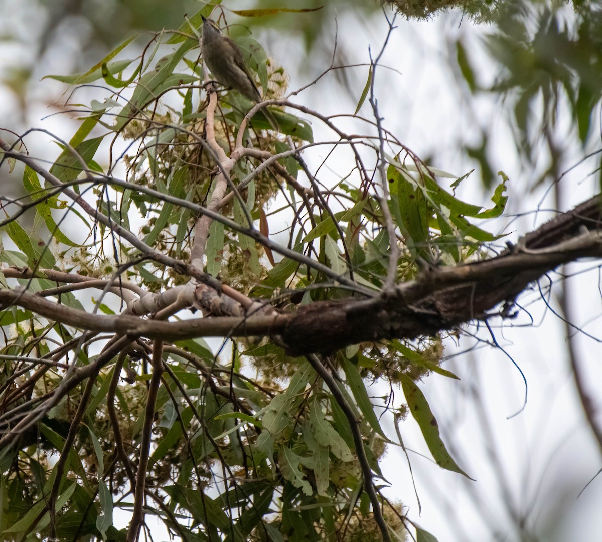 Yellow-faced Honeyeater - Gordon Arthur