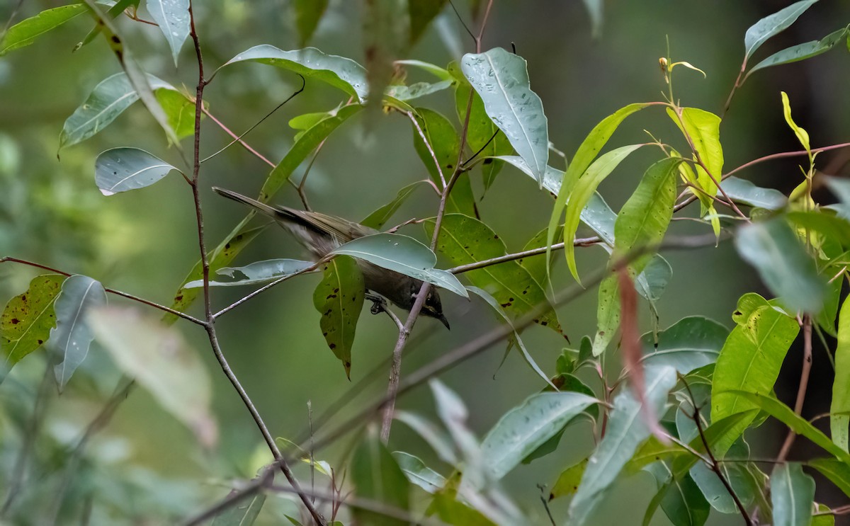 Yellow-faced Honeyeater - Gordon Arthur