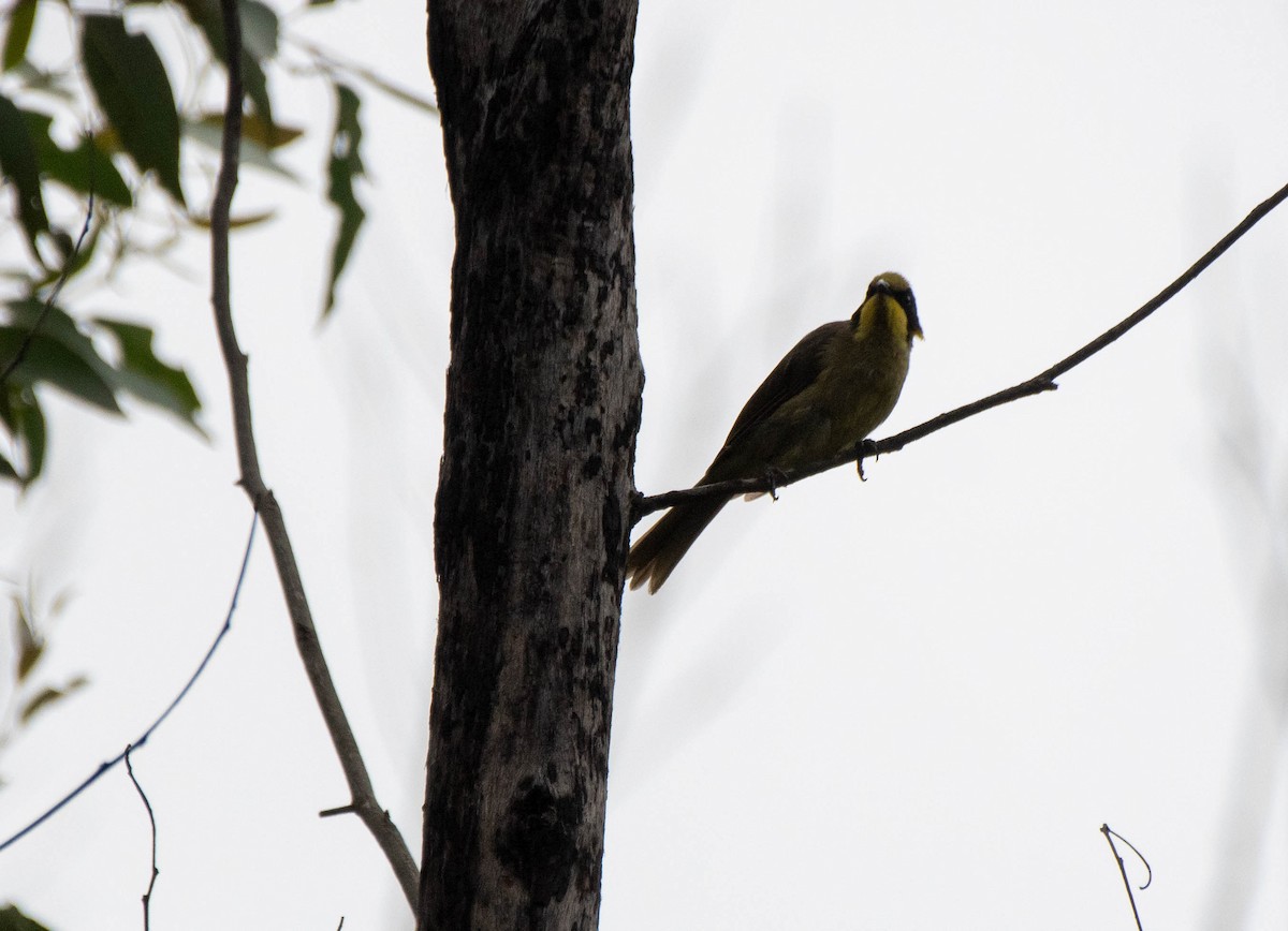 Yellow-tufted Honeyeater - Gordon Arthur