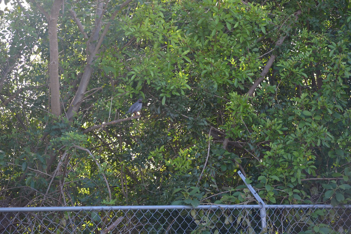 Red-legged Thrush - ML615198837