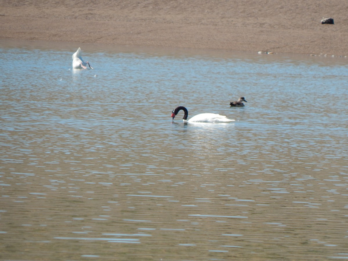 Black-necked Swan - ML615198917