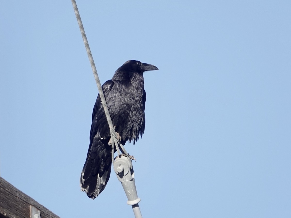 Common Raven - ML615198927