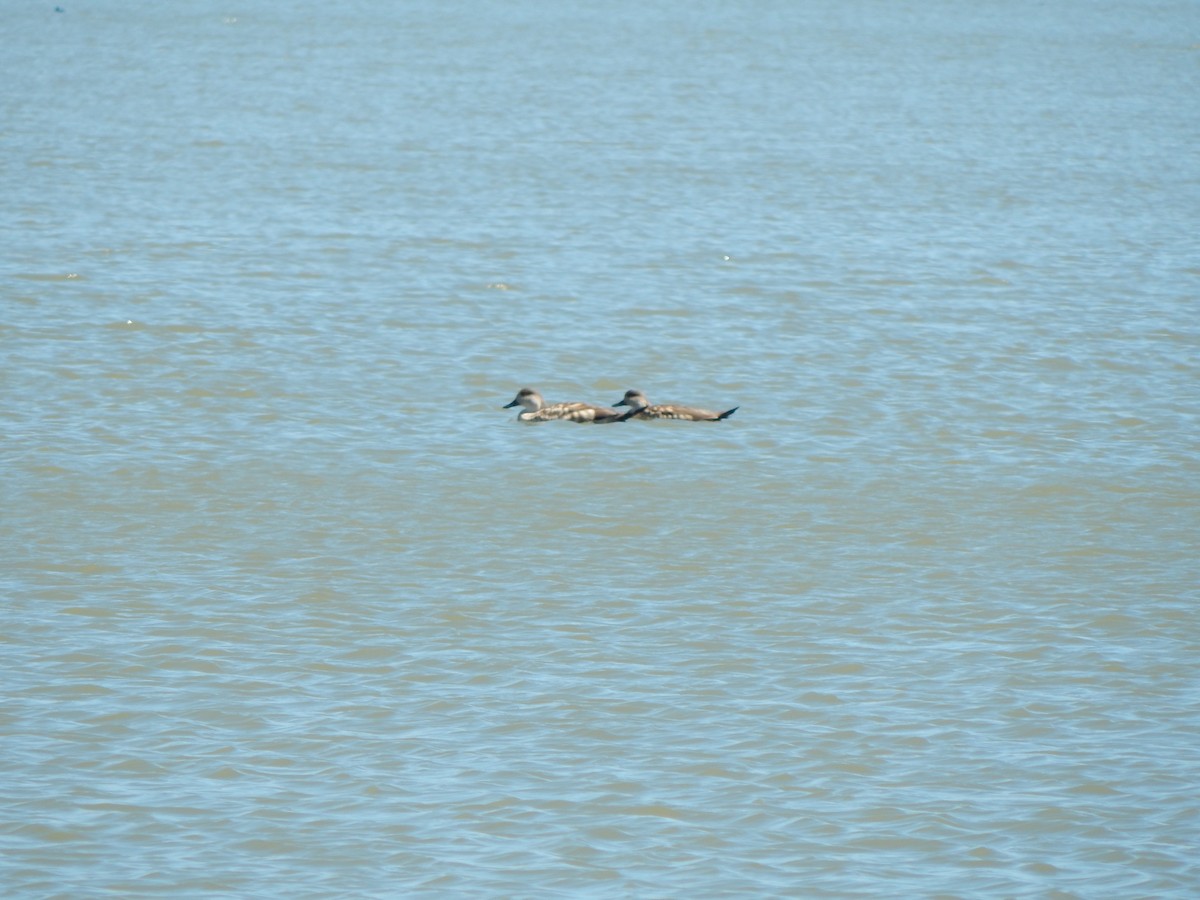 Crested Duck - ML615198933