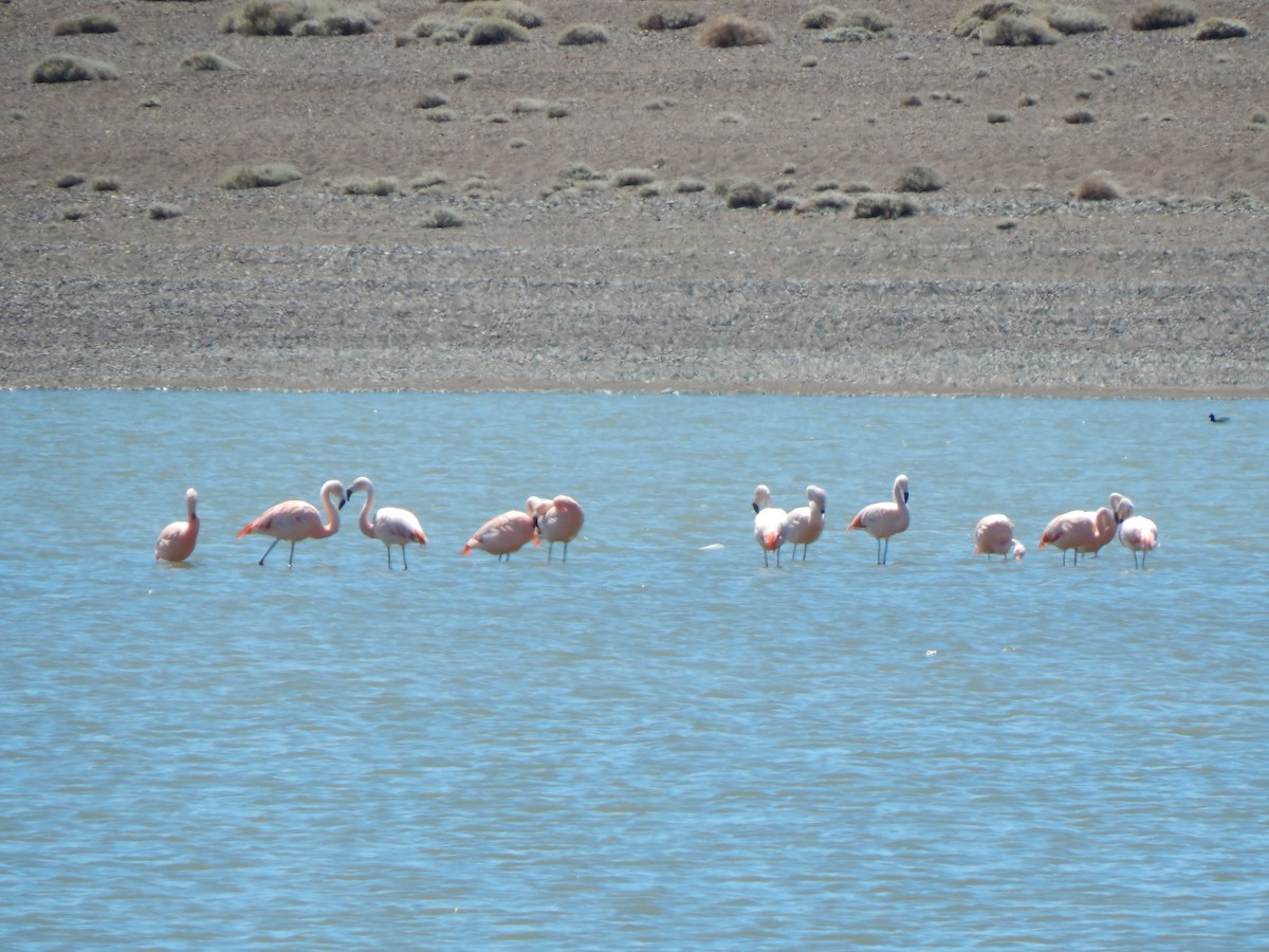 Chilean Flamingo - ML615198995