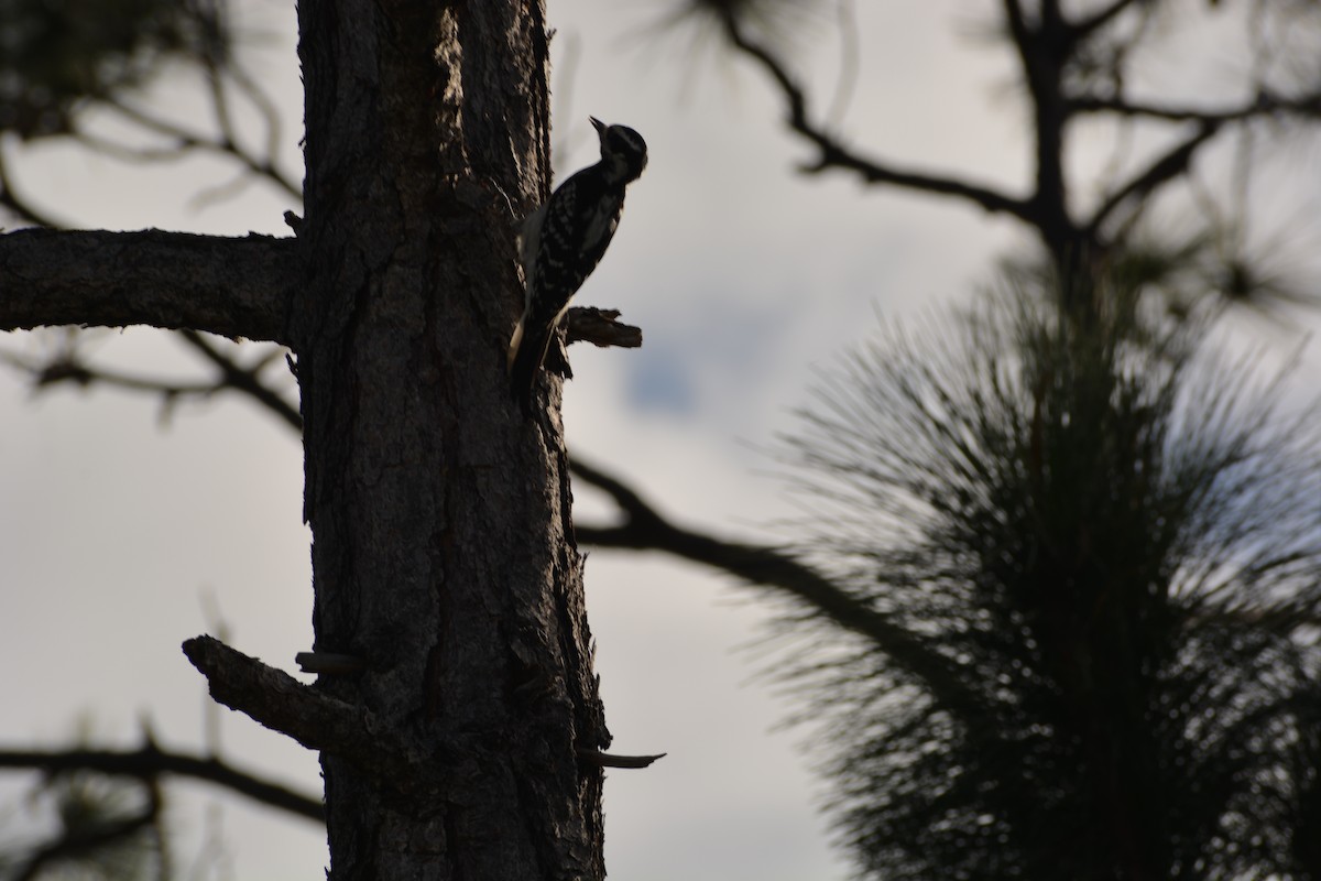 Yellow-bellied Sapsucker - Fery Lewis