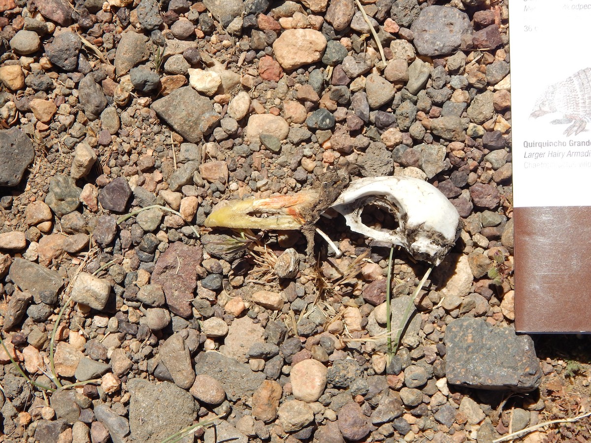 ub. sothøne (Fulica sp.) - ML615199020