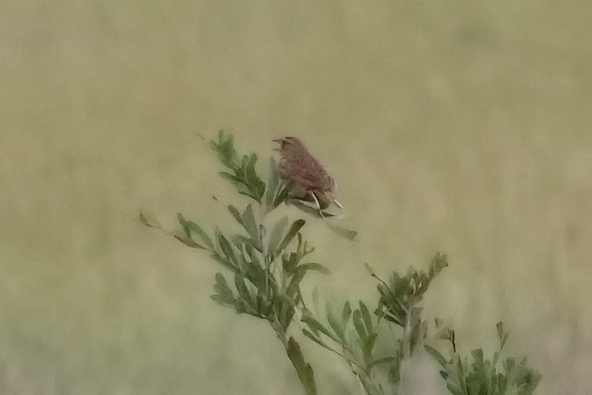 Singing Bushlark (Australasian) - ML615199067