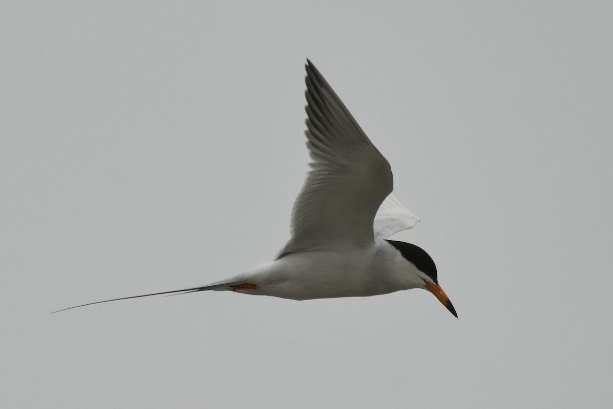 Forster's Tern - ML615199088