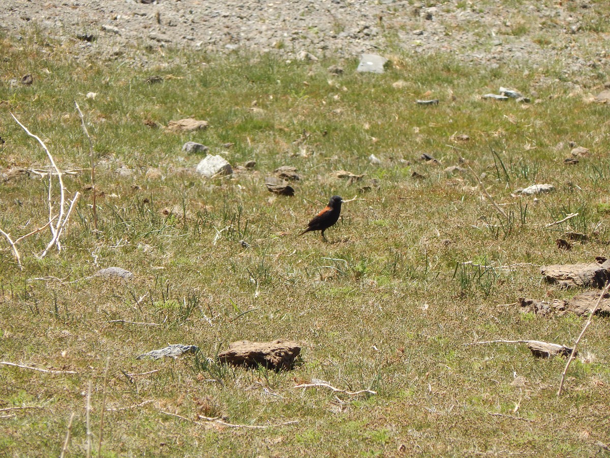 patagonianegrito - ML615199097