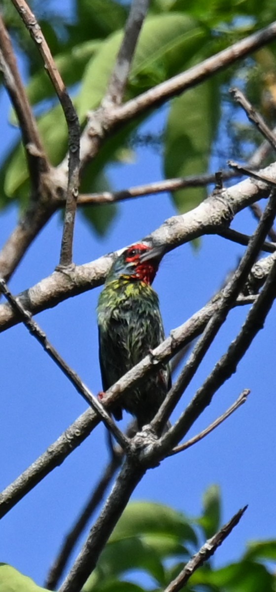 Malabar Barbet - ML615199119