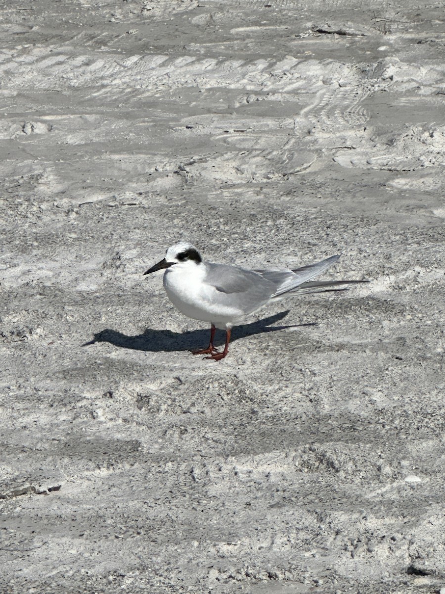 Forster's Tern - ML615199141