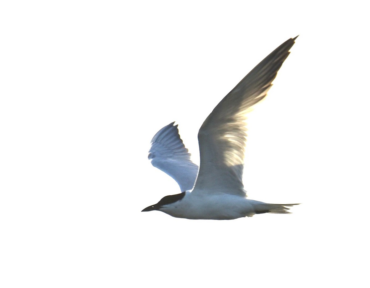 Australian Tern - ML615199150