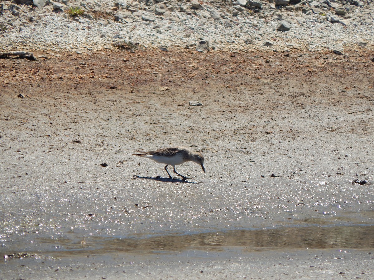 Baird's Sandpiper - ML615199166