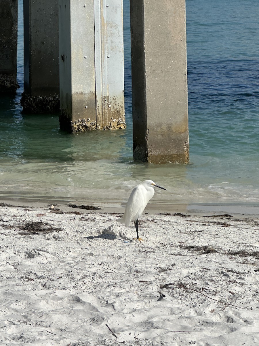 Snowy Egret - Brenda Axon