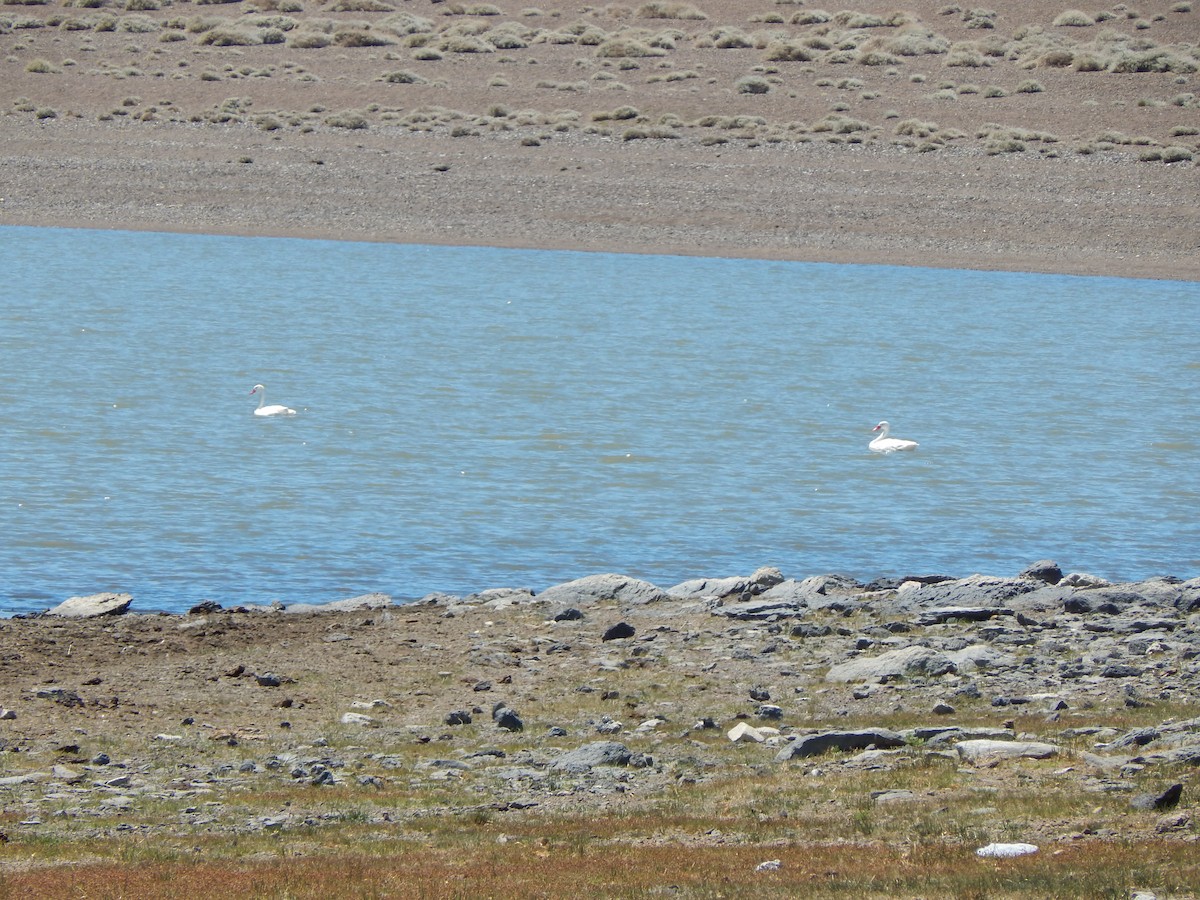 Coscoroba Swan - ML615199184