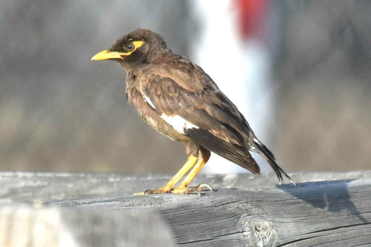 Common Myna - ML615199191