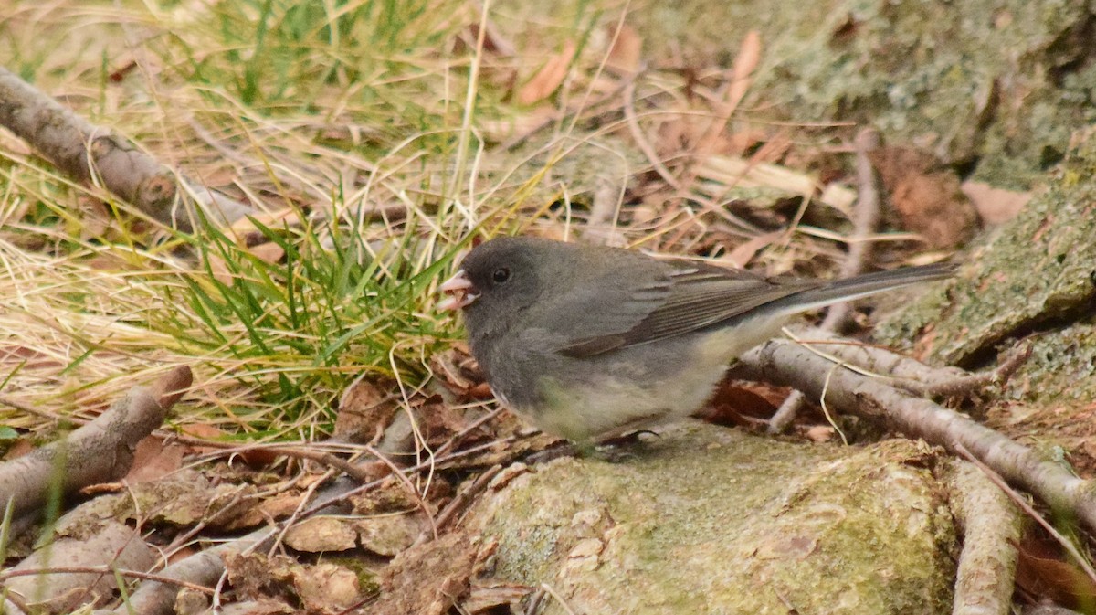 Junco Ojioscuro - ML615199199