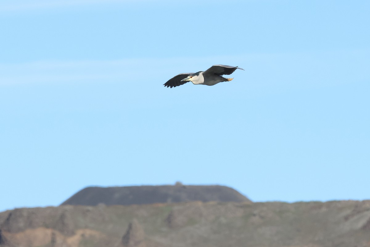 Black-crowned Night Heron - ML615199235