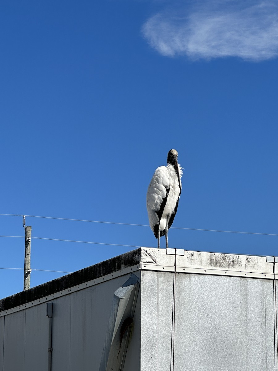 Wood Stork - ML615199317