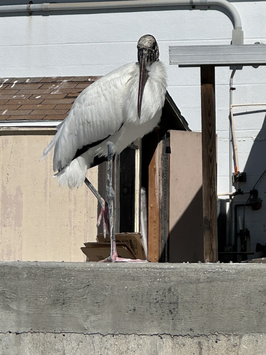 Wood Stork - ML615199318