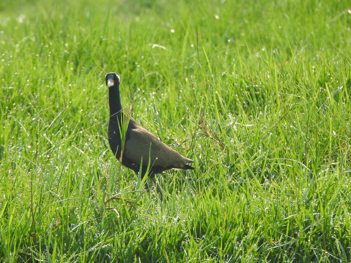 Bronze-winged Jacana - ML615199326