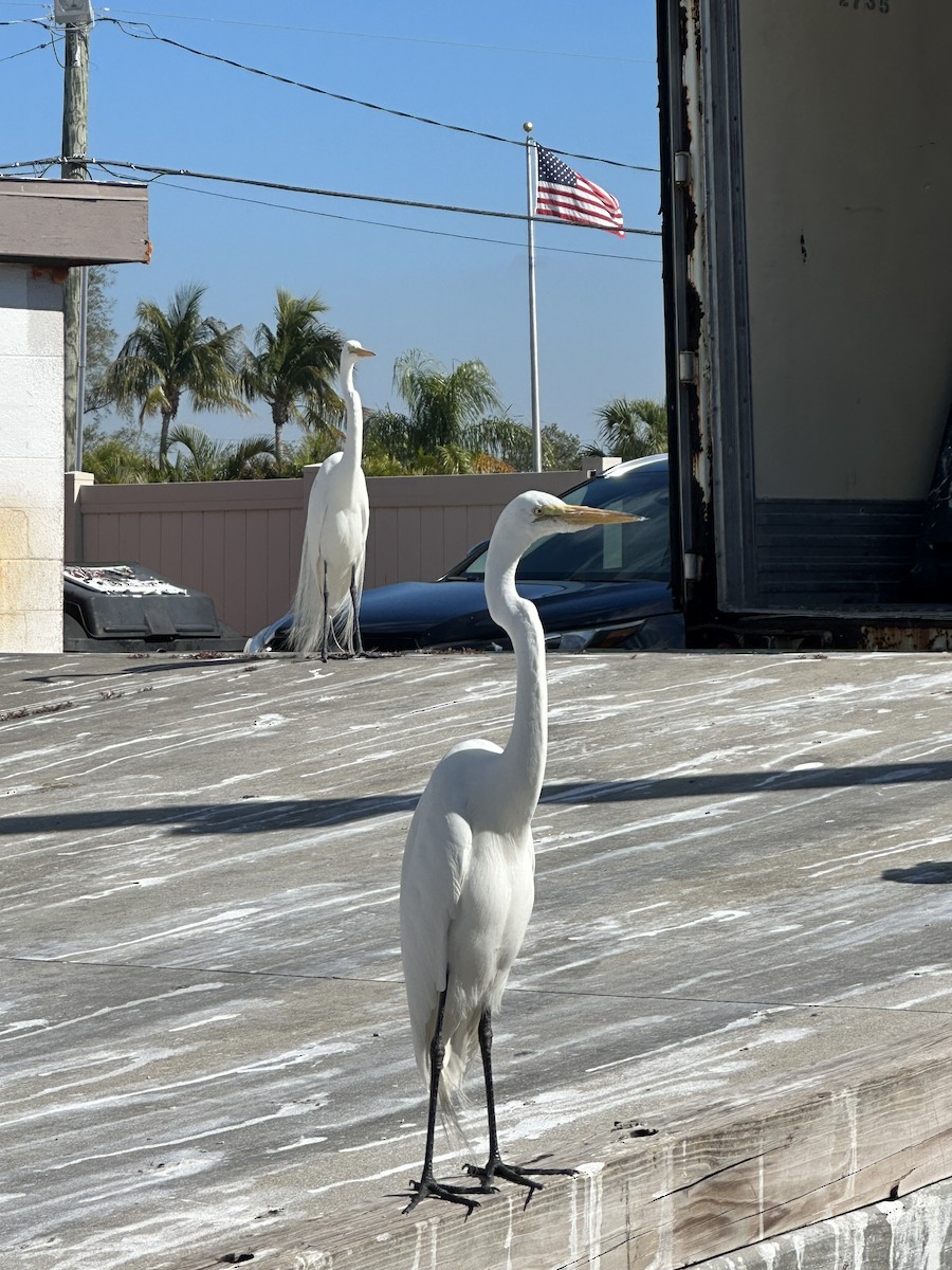 Great Egret - Brenda Axon