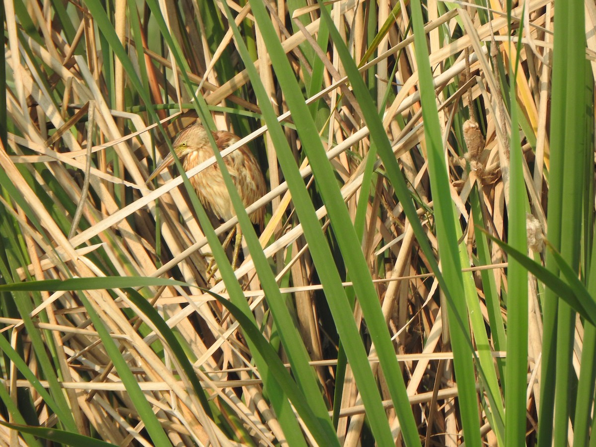 Yellow Bittern - Arulvelan Thillainayagam