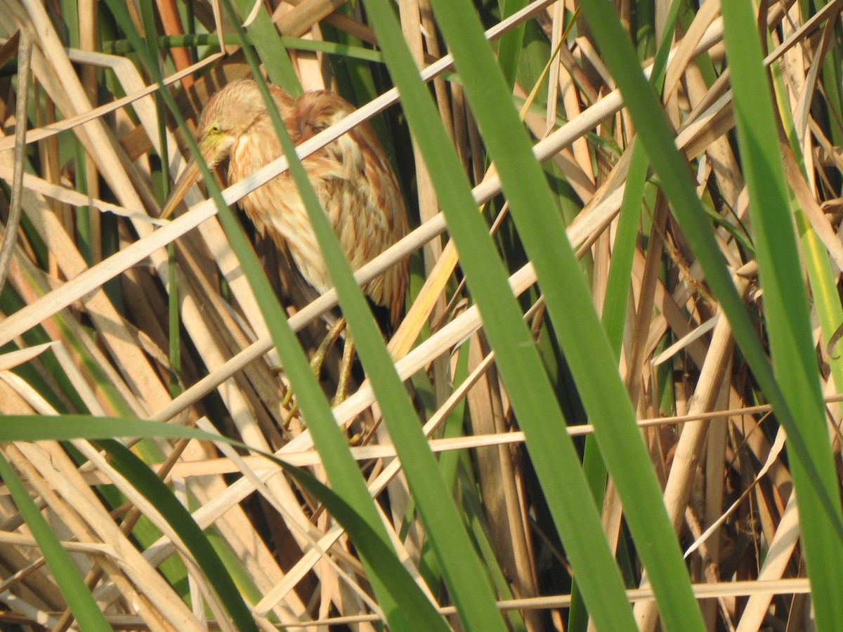 Yellow Bittern - Arulvelan Thillainayagam