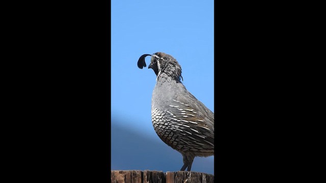 California Quail - ML615199352