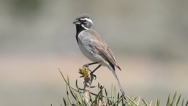 Bruant à gorge noire - ML615199365