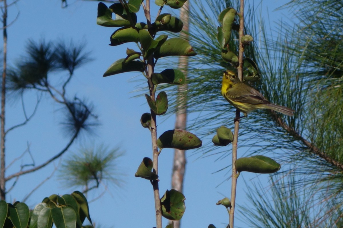 Prairie Warbler - ML615199376