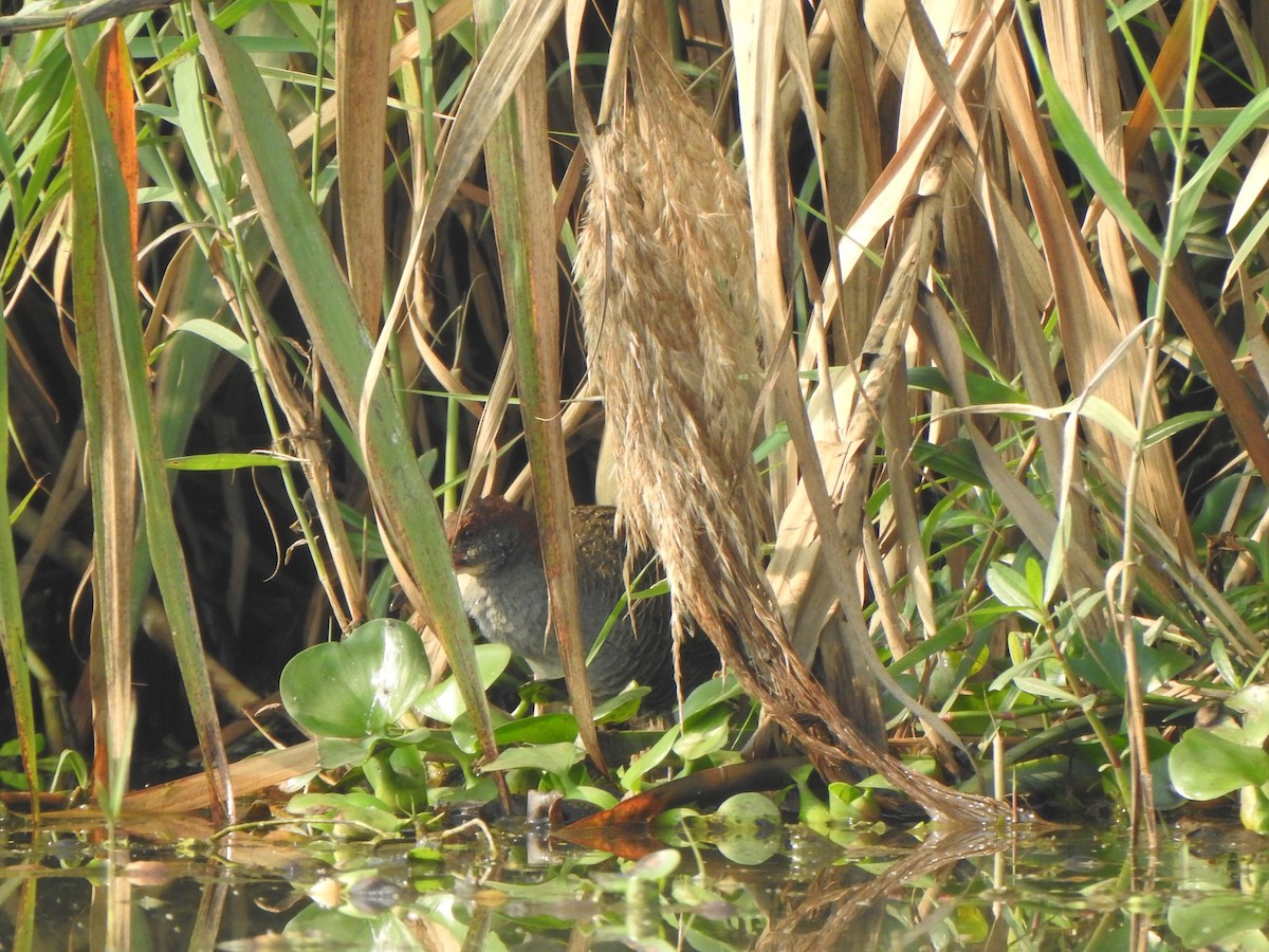 Slaty-breasted Rail - ML615199381