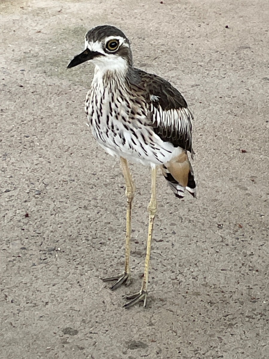 Bush Thick-knee - Ivor Preston