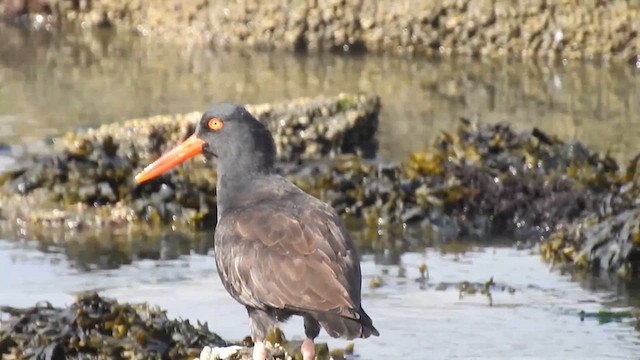 Black Oystercatcher - ML615199421